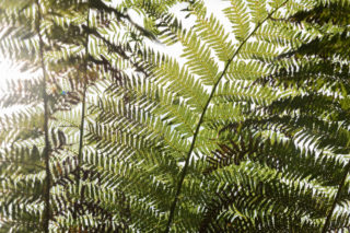 Brodick Castle 12 02