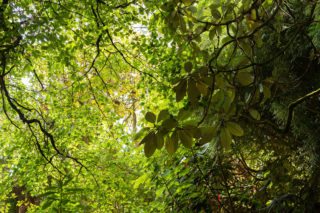 Brodick Castle 14 02